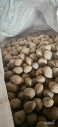 Sprzedam nadwyżkę ziemniaki małe 30-50 odmiana Soraya, Lili, zdrowe, nie oszukane wysadzone z kawlifikatu 