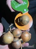 sprzedam cebulę na wysadkę.
