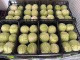 Firma FRESH SALAD nawiąże stałą współpracę z producentem Kapusty Biała. 
