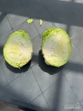 Sprzedam młodą kapustę 2 kg w plusie. Towar świeży ładny zbity. Idealny na przemysł/ gołąbki. Zapraszam ilości hurtowe...
