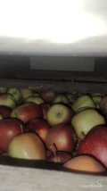 Sprzedam z Ka Fresh Gloster 34 skrzynie. Tylko za wage