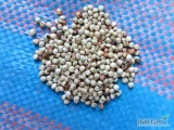 Sorgo białe,ilości hurtowe