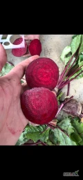 Burak czerwony, bezpośrednio od producenta w Macedonii, każde ilości dostępne. Możliwy transport do Polski. Opakowanie boksy drewniane...