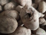 Starego ziemniaka odbiorę za DARMO po prostu posprzątam po całym sezonie wszystkie paszowe suche bez zgnitch każda  ilość ....