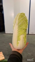 Sprzedam kapusta pekińska ilości tir 0.5-2 kg czysta zdrowa szykowana w skrzynie 