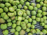 SPRZEDAM MINI KIWI SAMO ZBIORY 6ZŁ KG RUŻNE ODMIANY