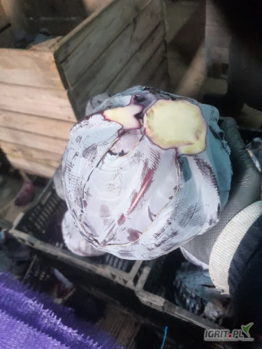 /images/posts/2025/02/1973625/2676mwZCKZ0tOgxr6GJCBxtfoPlS4HLIYBJBTOda.jpeg