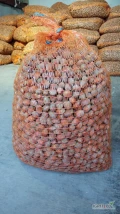 Sprzedam orzech laskowy około 900 kg, odmiana Cosword.