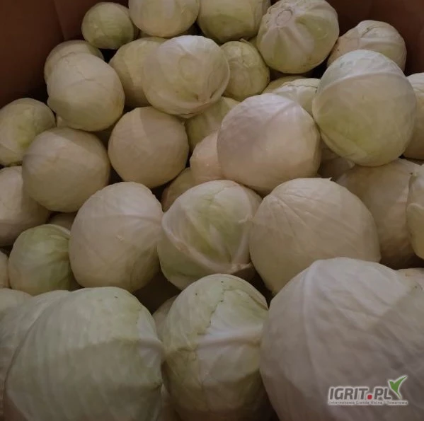 /images/posts/2024/07/1880923/IFGWeBd1bdGvUnCvsCZAf5P5pC0M6QqjLDFsyDTE.jpeg