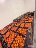 Sprzedam ładnego pomidora, karton 7 kg, Holandia, świeży wjazd.
