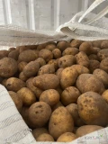 Queen Anna , Mia ,50+ ,dostepne 9 ton , pakowane big-Bag. z chłodni   