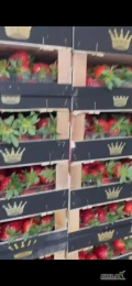 Sprzedam truskawki greckie pakowane po 5kg. Truskawka świeżo sprowadzana dostawy 3razy w tygodniu. Ilości dowolne. Mozliwe ładowanie...