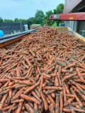 Sprzedam 20 ton selera w kalibrze 0-6 do 1100 kg.  Towar biały po umyciu. W sprzedaży także marchew w kalibrze 2-5-4,5 cm do mycia z...