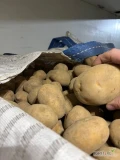 Kupię ziemnaiki kaliber 45+ 50+ 55+ z jasną skórą, zdrowe w bb lub worek 10 kg ilości tirowe. 