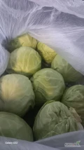 sprzedam kapuste mloda i kalafior  na wagę  kaliber 0.8- 2kg zapraszam do wspolpracy