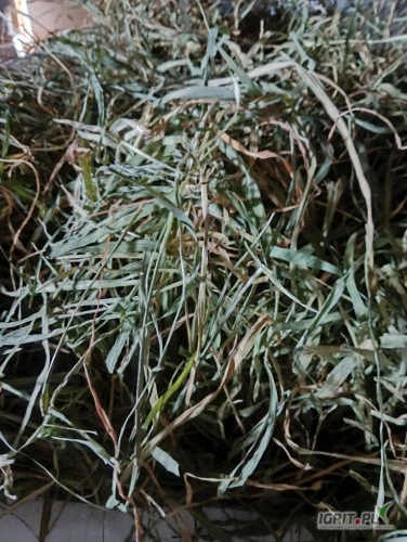 /images/posts/2024/12/1950729/tNSttp5Zwr0LOZRQPrOu7yI0GtGA4CUc34O7VJqa.jpeg