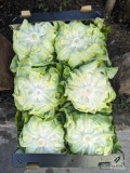 Sprzedam sałate masłową , kaliber 500 gr+ , klasa 1