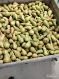 sprzedam gruszkę po konferencje od sześciu na plusie 21 skrzyń cena 2,20 zł za kilogram za wagę