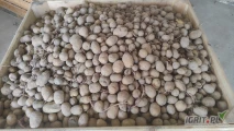 Witam, mam do sprzedania ziemniaki odmiany colomba kaliber 30-50 w tamtym roku kupione jako kwalifikat około 500kg