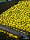 Kupię suchy przemysł golden mutsu załadunek luz płatność gotówką lub przelewem 