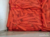 Marchew Polska Młoda Kal. 2-4  ilości paletowe i całosamochodowe. Marchew polerowana w worku raszlowym szytym po 10 kg