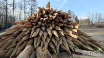 Słupki dębowe do ogrodzenia. Długość 2 m. Cena 26 zł/szt. Telefon +420773498768