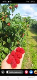 Sprzedam świeżo rwane maliny jesienne, dziennie zbieramy około 1 tony ,chętnych zapraszam do współpracy tel.508 691 020 