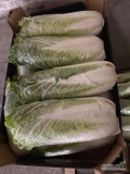 Sprzedam kapustą pekińską 608771461