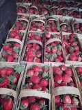 Sprzedam truskawkę gruntową, pierwszy zbiór 60 łubianek 25zł/2kg. Okolice Grójca- Warki. Tel. 607 318 408.
