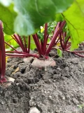Witam ! Sprzedam młodego buraka czerwonego odmiana Wodan ,  pakowany w worki 10 kg  więcej info pod numerem tel 721653904 