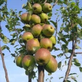 Sprzedam Klapsę z przerywki  6+ czystą , po 5,50 ,   300 kg nadającego się do jedzenia Króla  Sobieskiego po 4,00 i   Węgierkę...