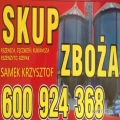 Kupię pszenicę , jęczmień pszenzyto , kukurydzę ilości od 10 t , możliwy odbiór pompą 