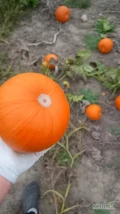 Sprzedam duże ilości dyni halloween kaliber 1-3 kg 3-8 kg . Dynie piżmowa jakość marketowa . Dynie ozdobne mix .   faktura VAT 