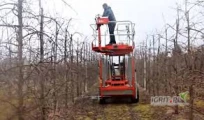 W chwili obecnej pozostało 9 osób gotowych do podjecia pracy przy cięciu sadu, pracach pielęgnacyjnych, sortowni, magazynie itp. ...
