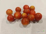 Sprzedam pomidora cherry daktylowy oraz okrągły kraj pochodzenia Maroko