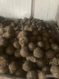 Sprzedam seler na brudno. Kaliber 0,4-1.0 kg. 
