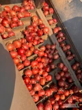 Sprzedam cebule czerwoną kaliber 4.5-8 w workach 5,10,15 kg do uzgodnienia 