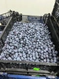 Witam. Mam do sprzedania 500kg borowki. Zapraszam do kontaktu 782 448 183