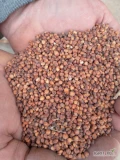 Sprzedam sorgo czerwone suche zbiór 2024