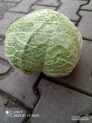 /images/posts/2025/01/1962428/1htljBNx8PhPJBMcg29fFnkftVUCavDKMT7IGrHU.jpeg