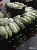 Sprzedam Kapuste pekińska w karton 10kg 

