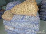 Ziemniaki paszowe odpadowe. Pakowane w worek 30 kg. Cena 25 gr za kg.