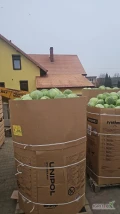Witam sprzedam kapustę białą pakowaną w karton box kaliber od 1 -3.5/4kg 