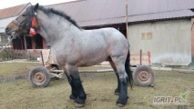Witam sprzedam konia zimnokrwistego karoderesiowaty 
