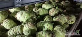 Witam,  sprzedam około 50t kalarepy Kossak czysta I zdrowa w środku, kaliber 1-3kg.  Cena 2,6zł do negocjacji. Możliwość...