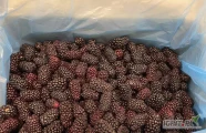 IQF Jeżyna
