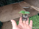 Sprzedam rozsadę ogórek odmiany octopus 30000szt po dwie rośliny jedna flanca 0.20zl