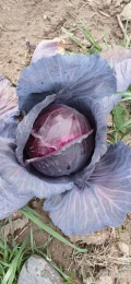 Kapusta czerwona import