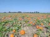 Sprzedam dynie hallowen 4-10kg. Oraz ozdobną. Opakowanie do dogadania. Okolice łęczycy