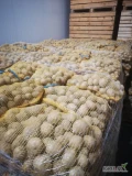 Ziemniaki Melody 45+ worek 10kg 15KG 20KG big bags tel. 601159904